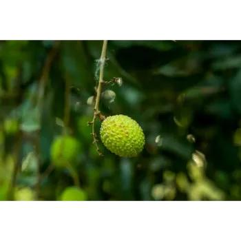 Natural Litchi Plant